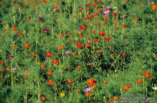 Flower field near downtown Tokyo