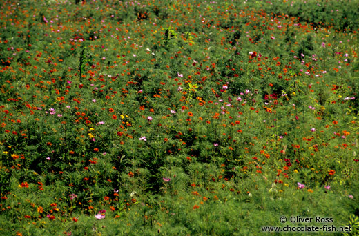 Flower field near downtown Tokyo