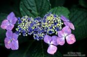 Travel photography:Japanese Hydrangea in Kamakura, Japan