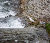 Travel photography:Heron preying on fish in Kyoto´s Kamo river, Japan