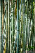 Travel photography:Bamboo forest at Kyoto´s Inari shrine, Japan