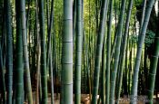 Travel photography:Bamboo grove in Kyoto, Japan