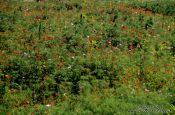 Travel photography:Flower field near downtown Tokyo, Japan