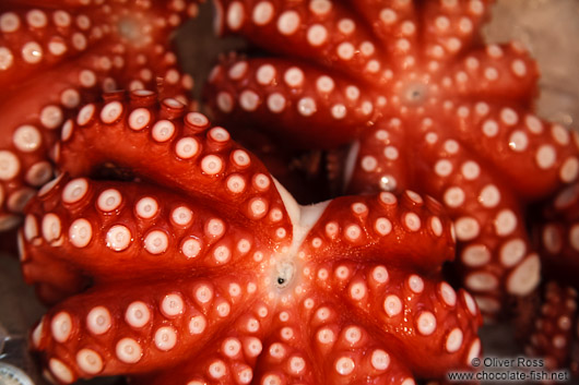 Octopus for sale at the Tokyo Tsukiji fish market