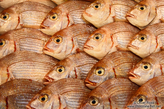 Fish for sale at the Tokyo Tsukiji fish market