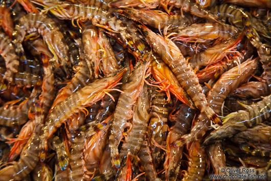 Shrimp for sale at the Tokyo Tsukiji fish market