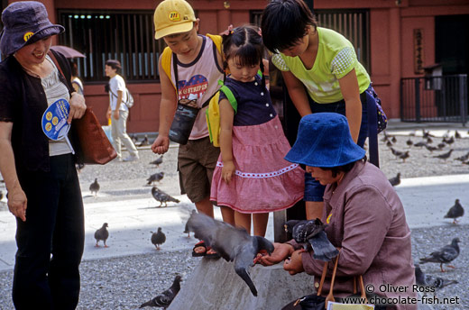 Feeding pigeons