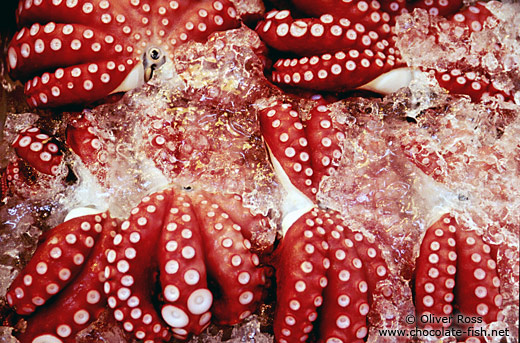 Fresh octopus at the Tsukiji Fishmarket in Tokyo