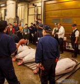 Travel photography:Tuna auction at Tokyo´s Tsukiji fish market, Japan