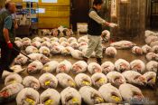 Travel photography:Tuna for sale at the Tokyo Tsukiji fish market, Japan