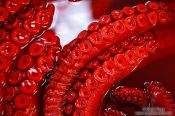 Travel photography:Red Octopus legs at the Tokyo Tsukiji fish market, Japan