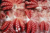 Travel photography:Fresh octopus at the Tsukiji Fishmarket in Tokyo, Japan