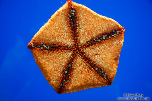 Sea star at the Osaka Kaiukan Aquarium