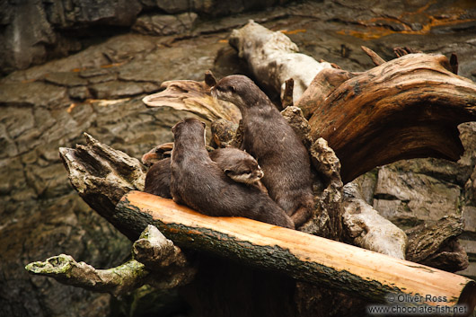 Asian smallclawed otters at the Osaka Kaiyukan Aquarium