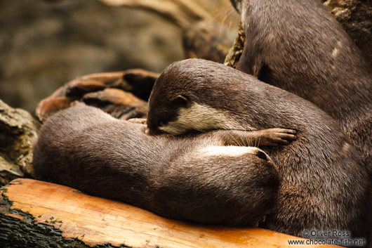 Asian smallclawed otters at the Osaka Kaiyukan Aquarium