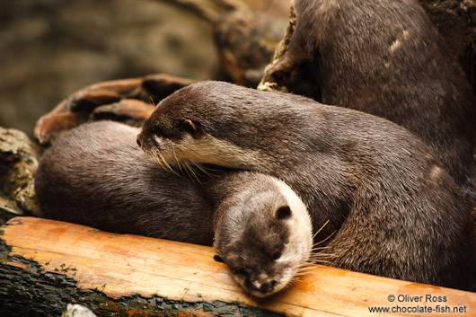 Asian smallclawed otters at the Osaka Kaiyukan Aquarium