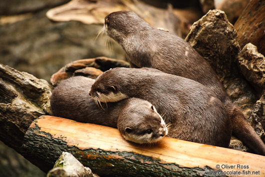 Asian smallclawed otters at the Osaka Kaiyukan Aquarium
