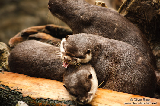 Asian smallclawed otters at the Osaka Kaiyukan Aquarium