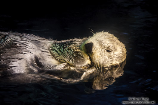 Sea Otter at the Osaka Kaiyukan Aquarium