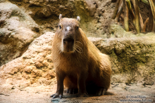 Capibara at the Osaka Kaiyukan Aquarium