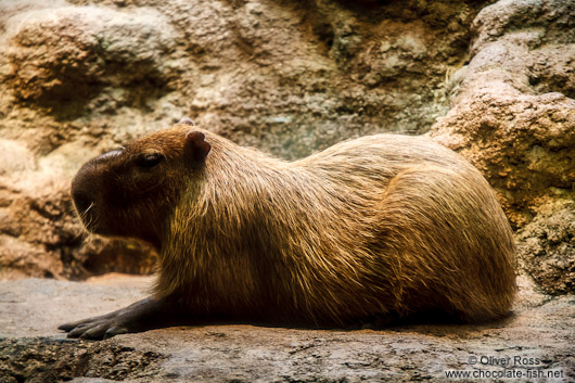 Capibara at the Osaka Kaiyukan Aquarium