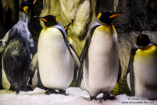 King penguins at the Osaka Aquarium