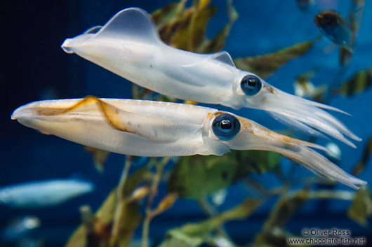 Squid at the Osaka Kaiyukan Aquarium