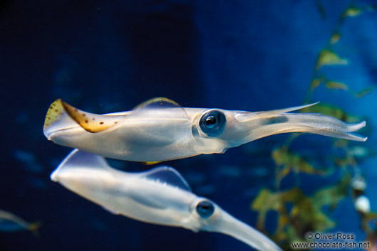 Squid at the Osaka Kaiyukan Aquarium