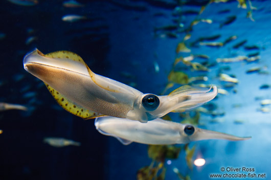 Squid at the Osaka Kaiyukan Aquarium