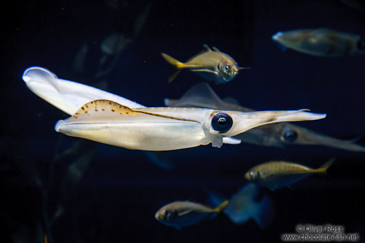 Squid at the Osaka Kaiyukan Aquarium