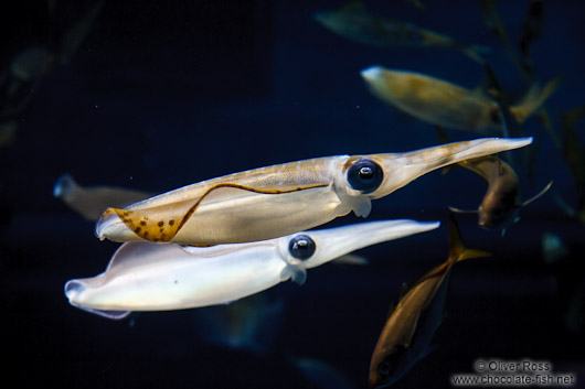 Squid at the Osaka Kaiyukan Aquarium