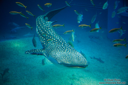 Whale shark at the Osaka Kaiyukan Aquarium