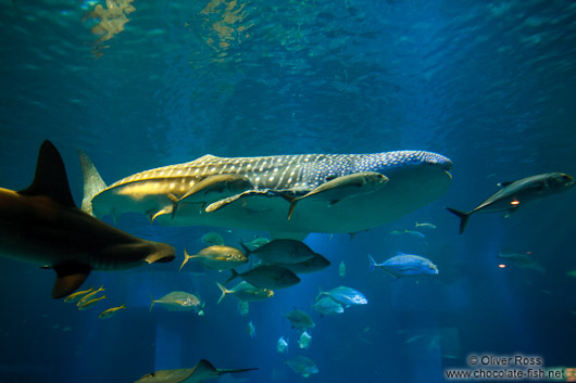 Whale shark at the Osaka Kaiyukan Aquarium