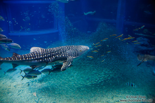 Whale shark at the Osaka Kaiyukan Aquarium