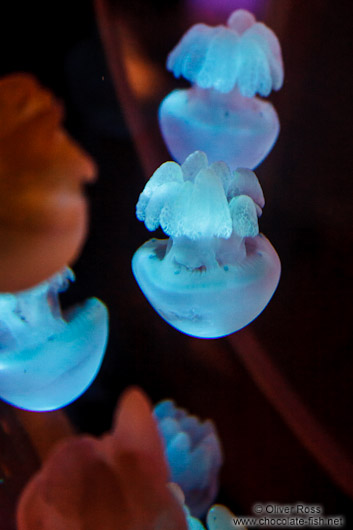 Jellyfish at the Osaka Kaiyukan Aquarium
