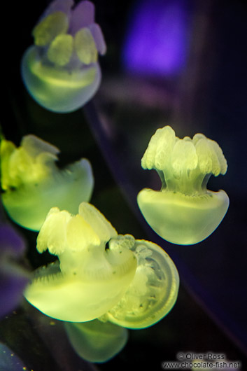 Jellyfish at the Osaka Kaiyukan Aquarium