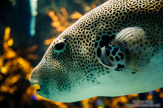 Fish at the Osaka Kaiyukan Aquarium