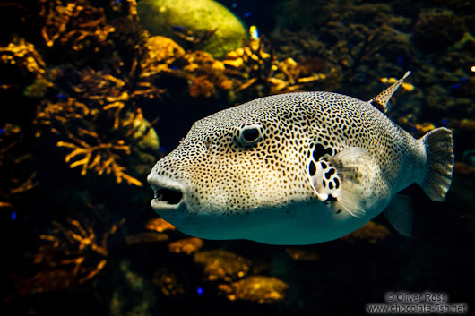 Fish at the Osaka Kaiyukan Aquarium