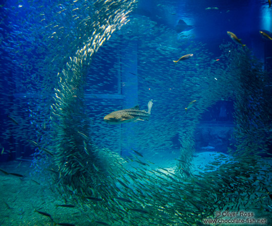 Schools of fish at the Osaka Kaiyukan Aquarium