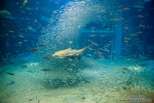 Sharks at the Osaka Kaiyukan Aquarium