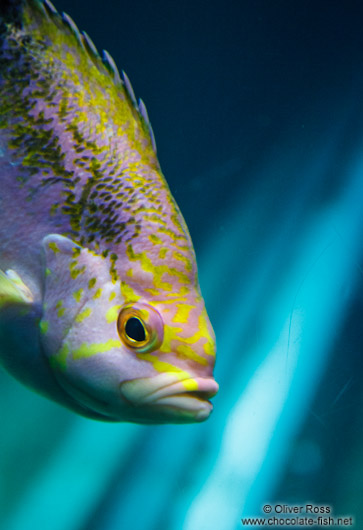 Fish at the Osaka Kaiyukan Aquarium