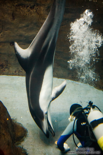 Pacific whitesided dolphin playing with diver at the Osaka Kaiyukan Aquarium