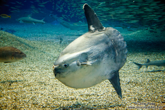 Moonfish (also knwn as sunfish) at the Osaka Kaiyukan Aquarium