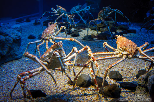 Giant spider crabs at the Osaka Kaiyukan Aquarium