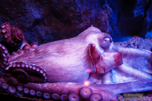 Octopus at the Osaka Kaiyukan Aquarium