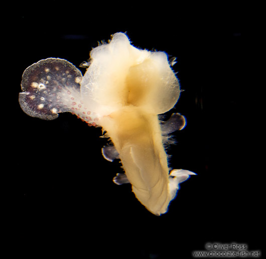 Sea slug at the Osaka Kaiyukan Aquarium