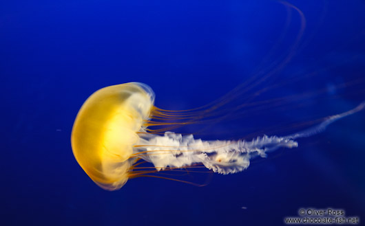 Pacific sea nettle jellyfish at the Osaka Kaiyukan Aquarium