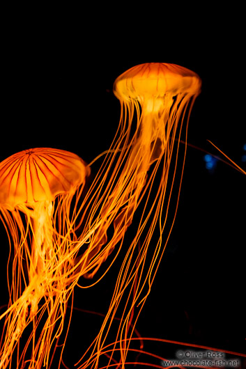 Brown Jellyfish at the Osaka Kaiyukan Aquarium