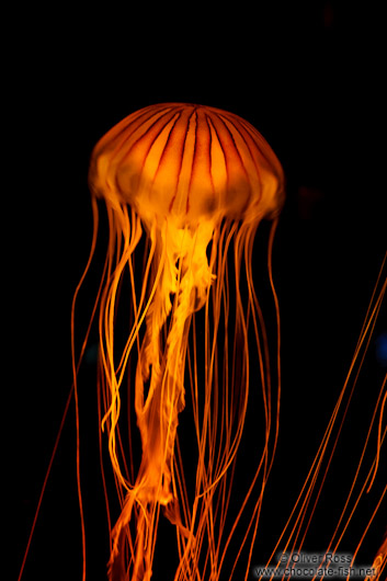 Brown Jellyfish at the Osaka Kaiyukan Aquarium