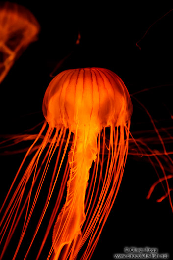 Brown Jellyfish at the Osaka Kaiyukan Aquarium